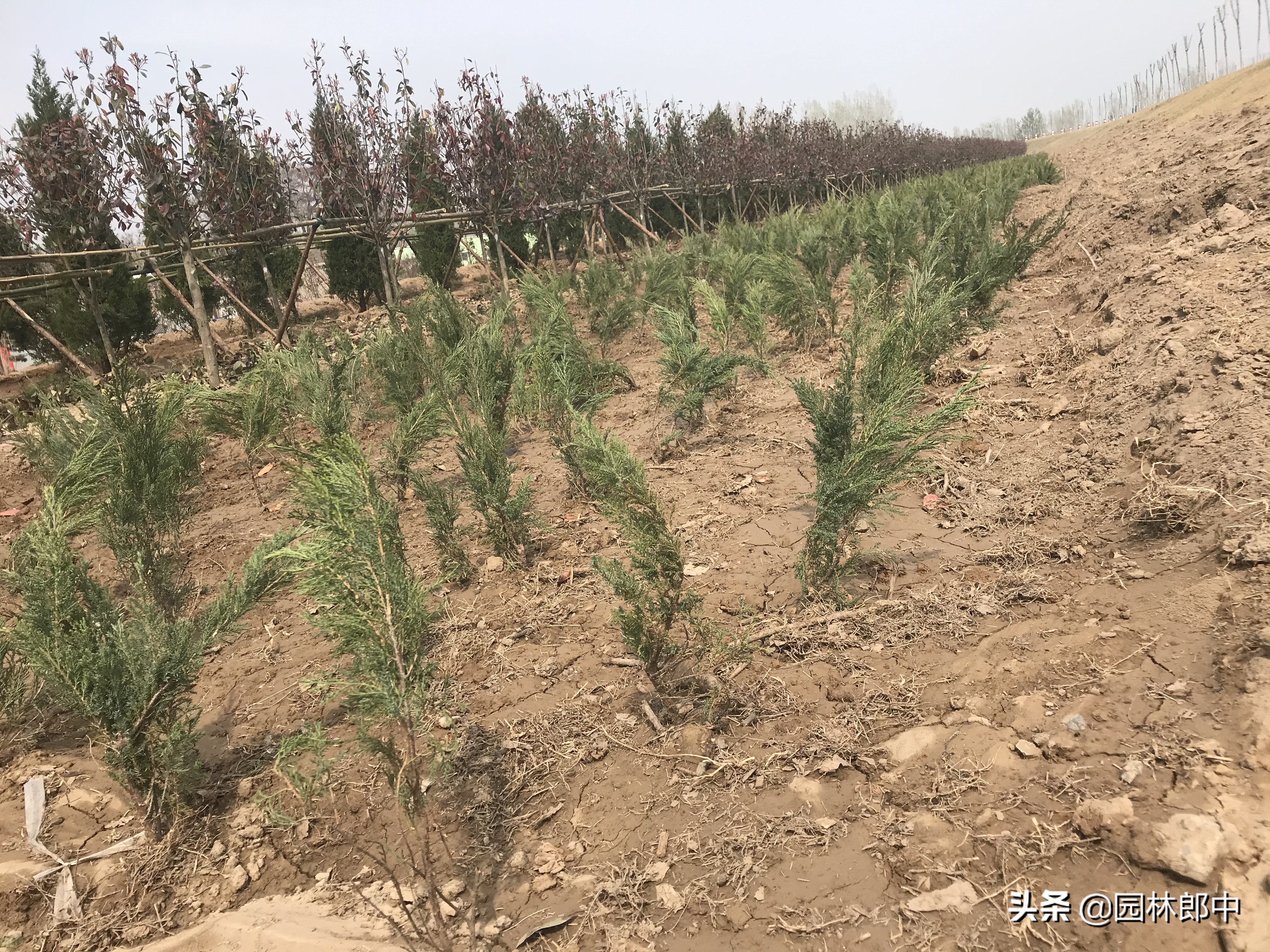 打绿篱的除草药,清除杂草什么除草剂比较有效呢