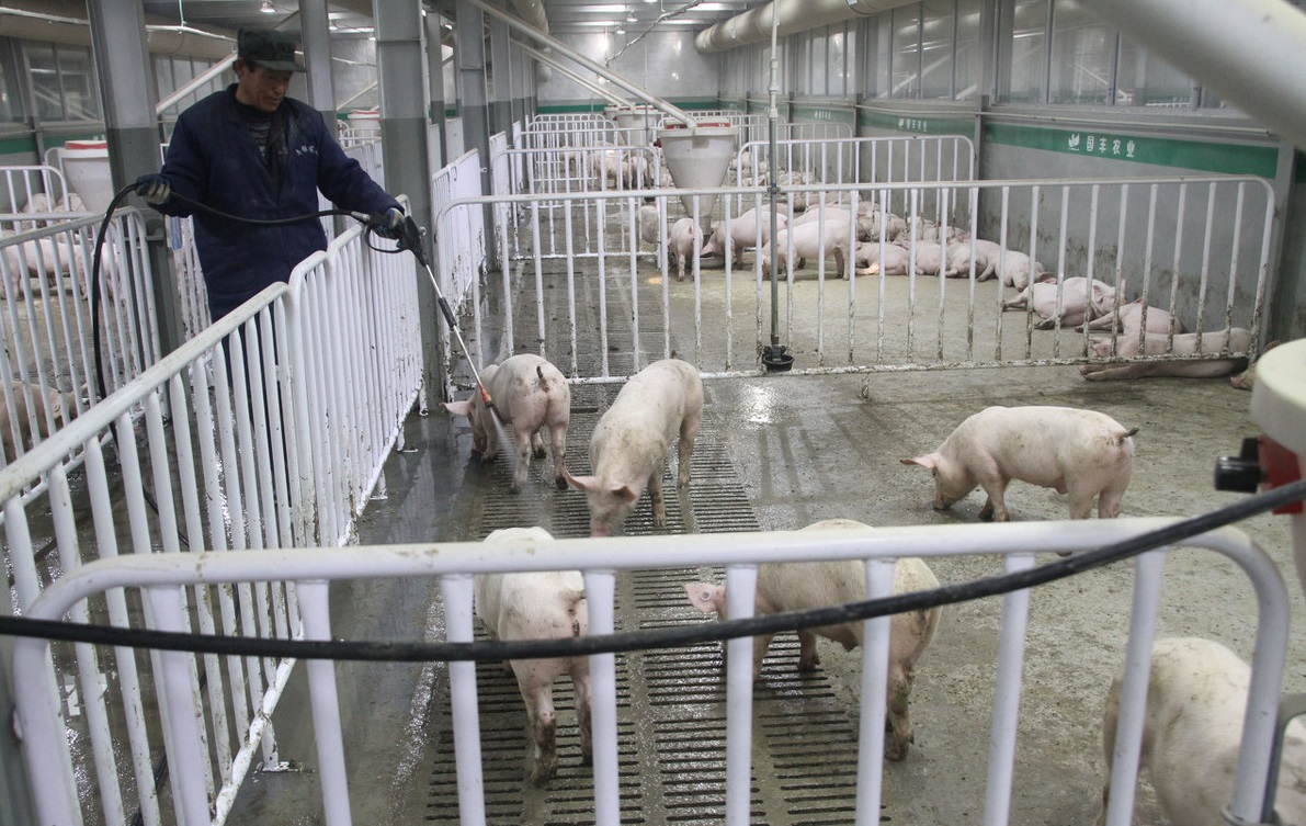 猪舍里的氨气对猪的危害有多大,猪舍氨气解决方法