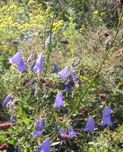 沙参是什么科植物,沙参是什么种形态