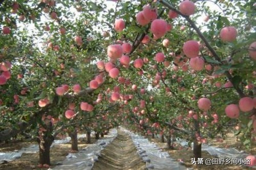 种植苹果树的管理技术,苹果树怎么种植视频