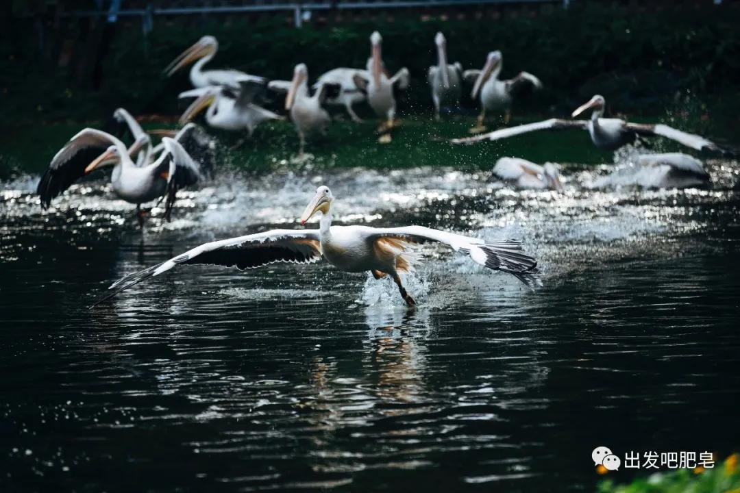 长隆飞鸟乐园怎么去长隆欢乐世界,汉溪长隆地铁站去长隆飞鸟乐园