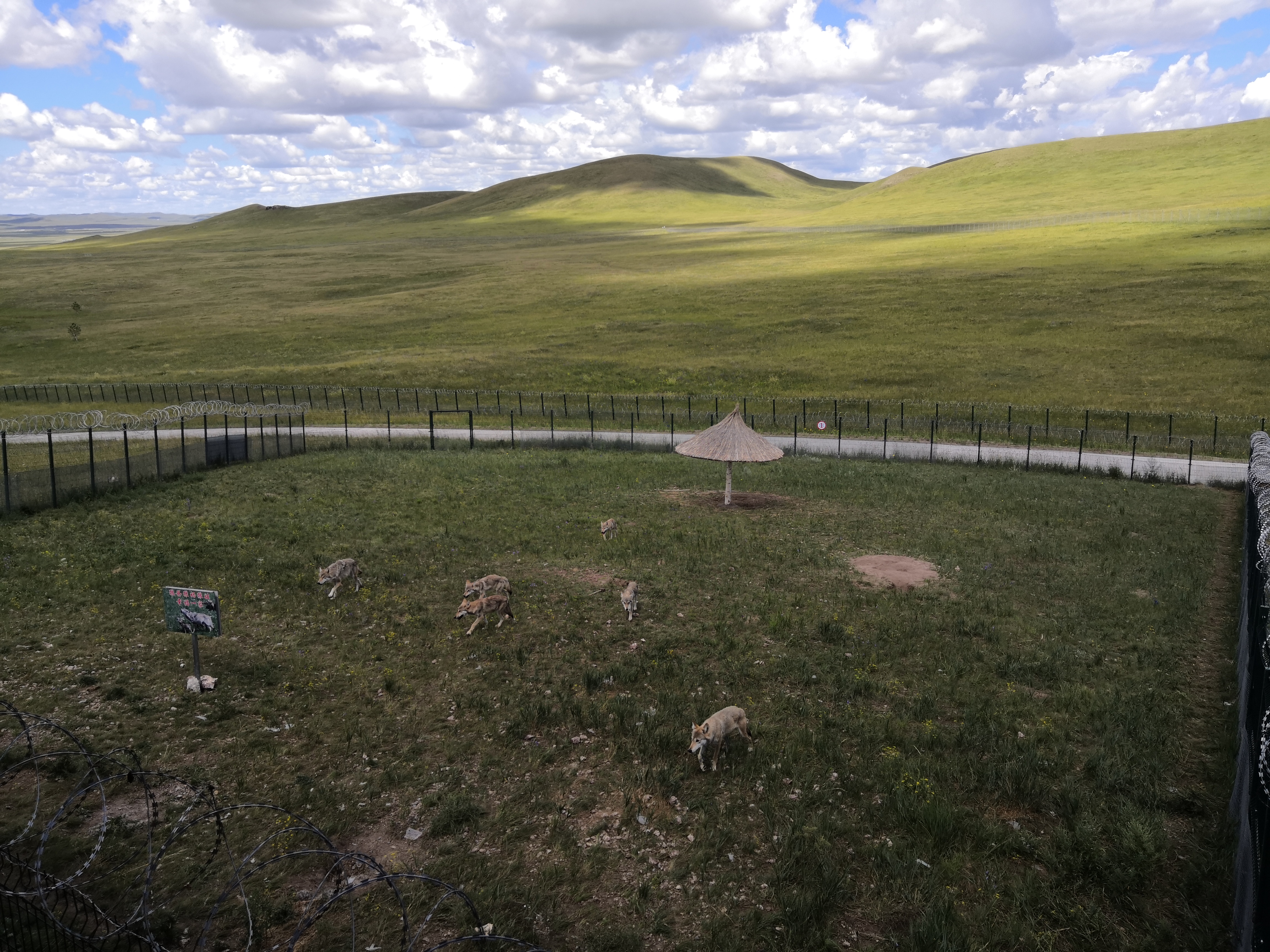 乌拉盖野狼谷狼图腾,狼图腾草原旅游