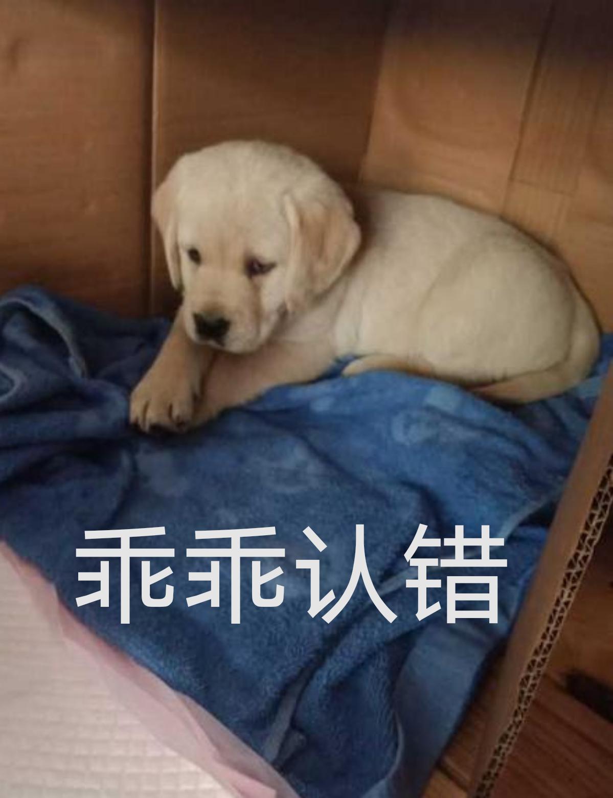 拉布拉多怎么样养最省钱,怎么把拉布拉多养得非常健康