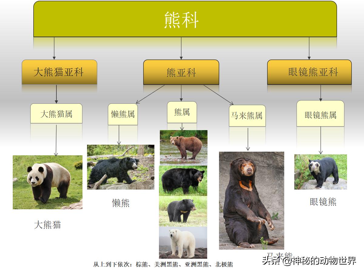 大熊猫不是食草动物却为何天天吃竹子，它如何消化竹子里的纤维？