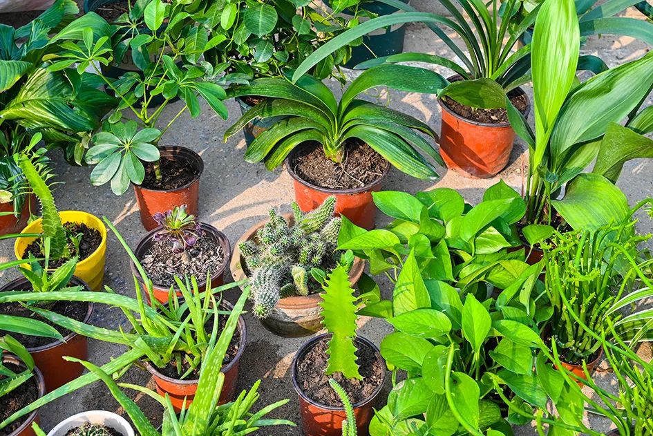 满满的烟火气逛大集真好玩,最值得逛的大集