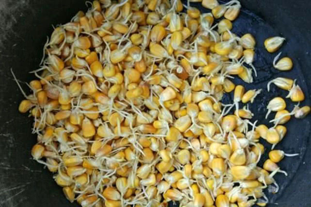 大草鱼钓不到怎么办,大草鱼难钓