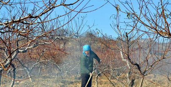 现代落叶果树病虫害防治优质农药,果树在挂果后防治病虫害打什么药