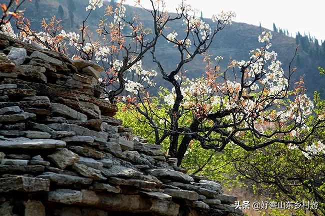 济南春季赏花自驾,济南踏青赏花新模式
