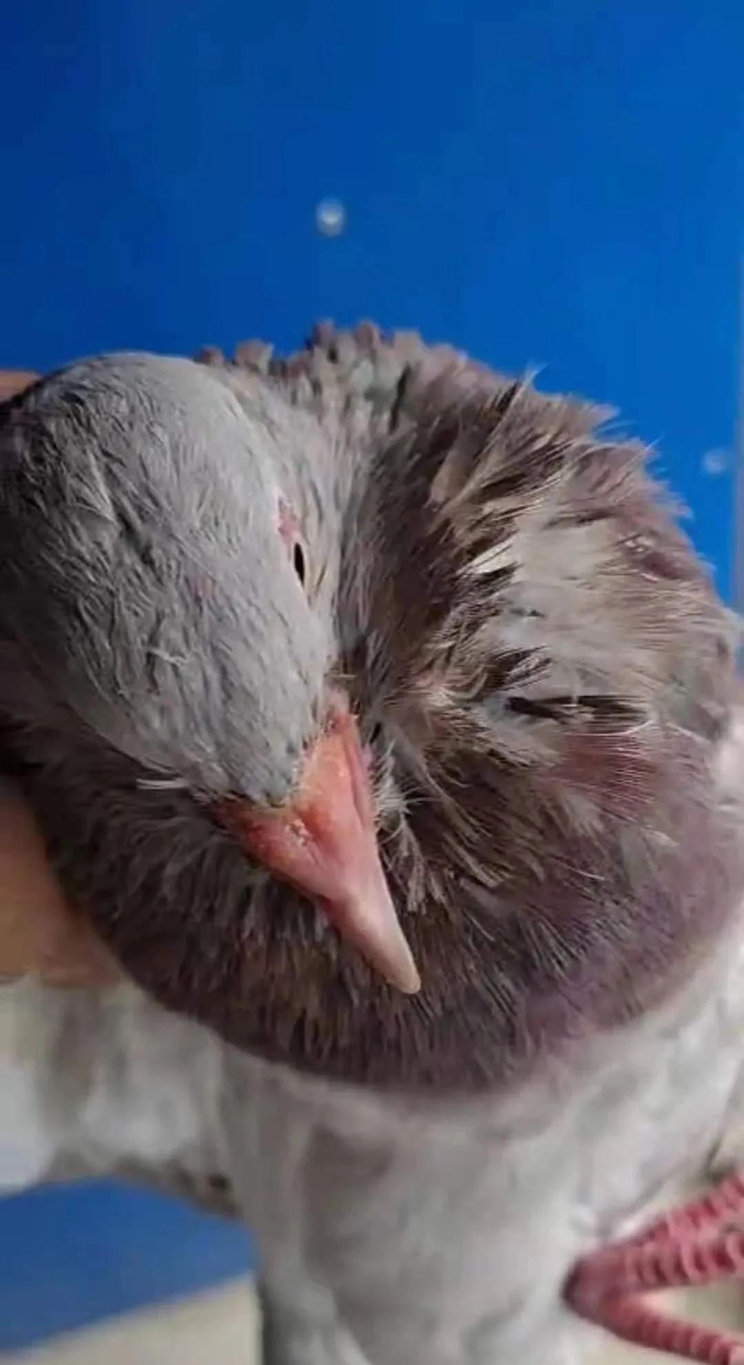 哪几个症状说明了你有寄生虫,如果不小心感染了毛滴虫怎么办