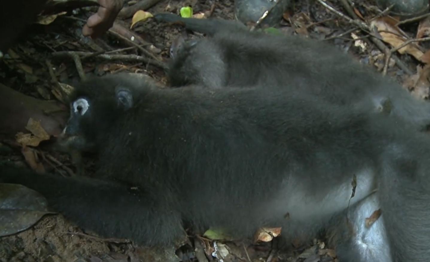 黄喉捕猎猴子全过程,野外捕杀猴子纪录片
