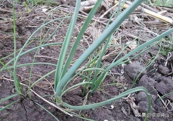 60年代农村小时候零食,80年代的农村小零食小卖部