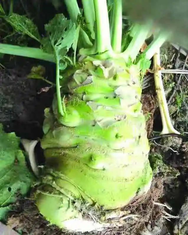 此“冲菜”，究竟是广东人最爱吃的咸菜，还是四川人的家常下饭菜？