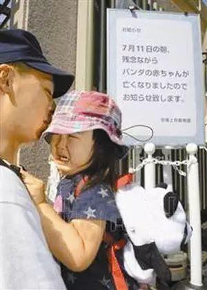 大熊猫在外国有多红,大熊猫外国人印象