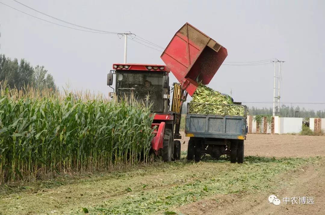 保定自走玉米脱粒机,河北保定大型玉米收获机