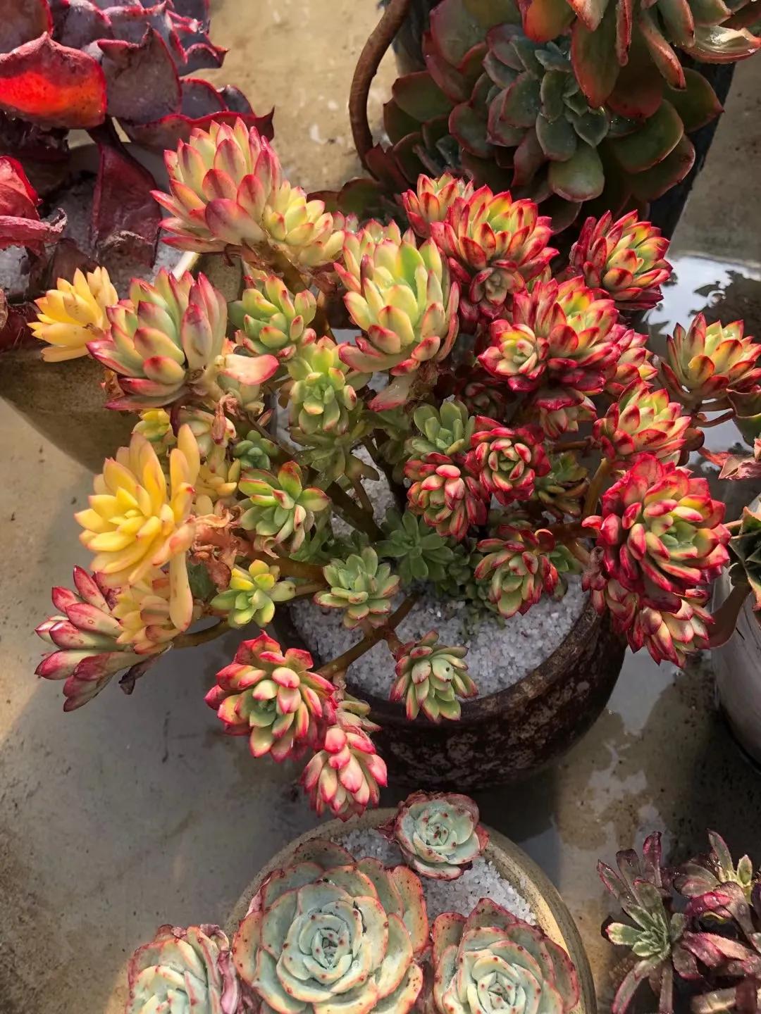 你的多肉那么多怎么养的,你的多肉植物养几年了