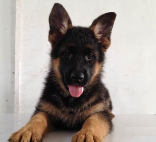 德牧幼犬定点训练大小便,训练德牧犬简单方法