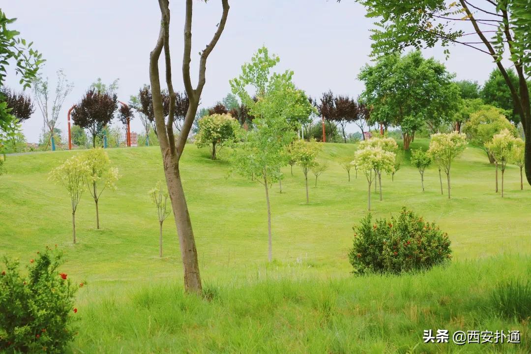 西安大草坪公园推荐,西安有大草坪的公园