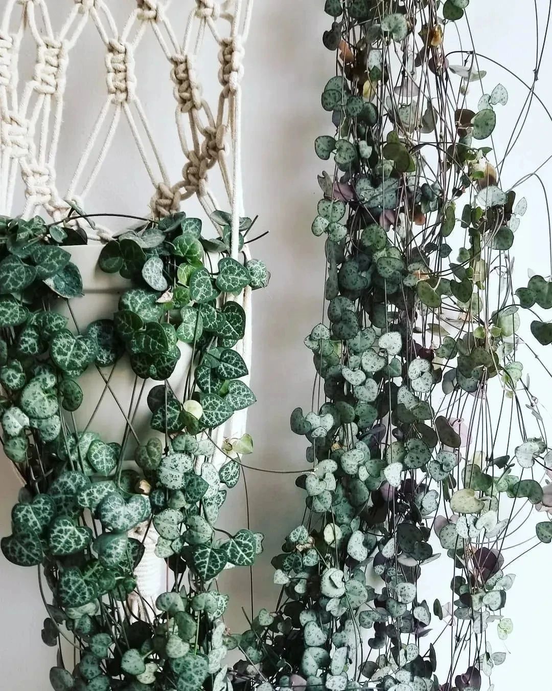 刚买的带盆多肉怎么处理,原盆原土的多肉回来怎么上盆