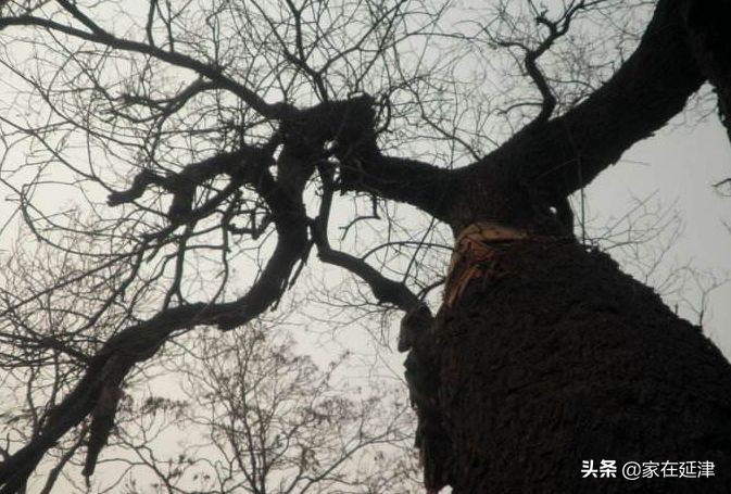 故事：延津故事：菊花泪