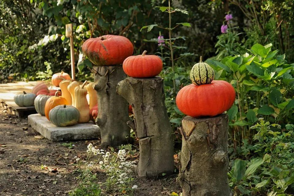 荷兰人身体素质,荷兰人素质怎么样