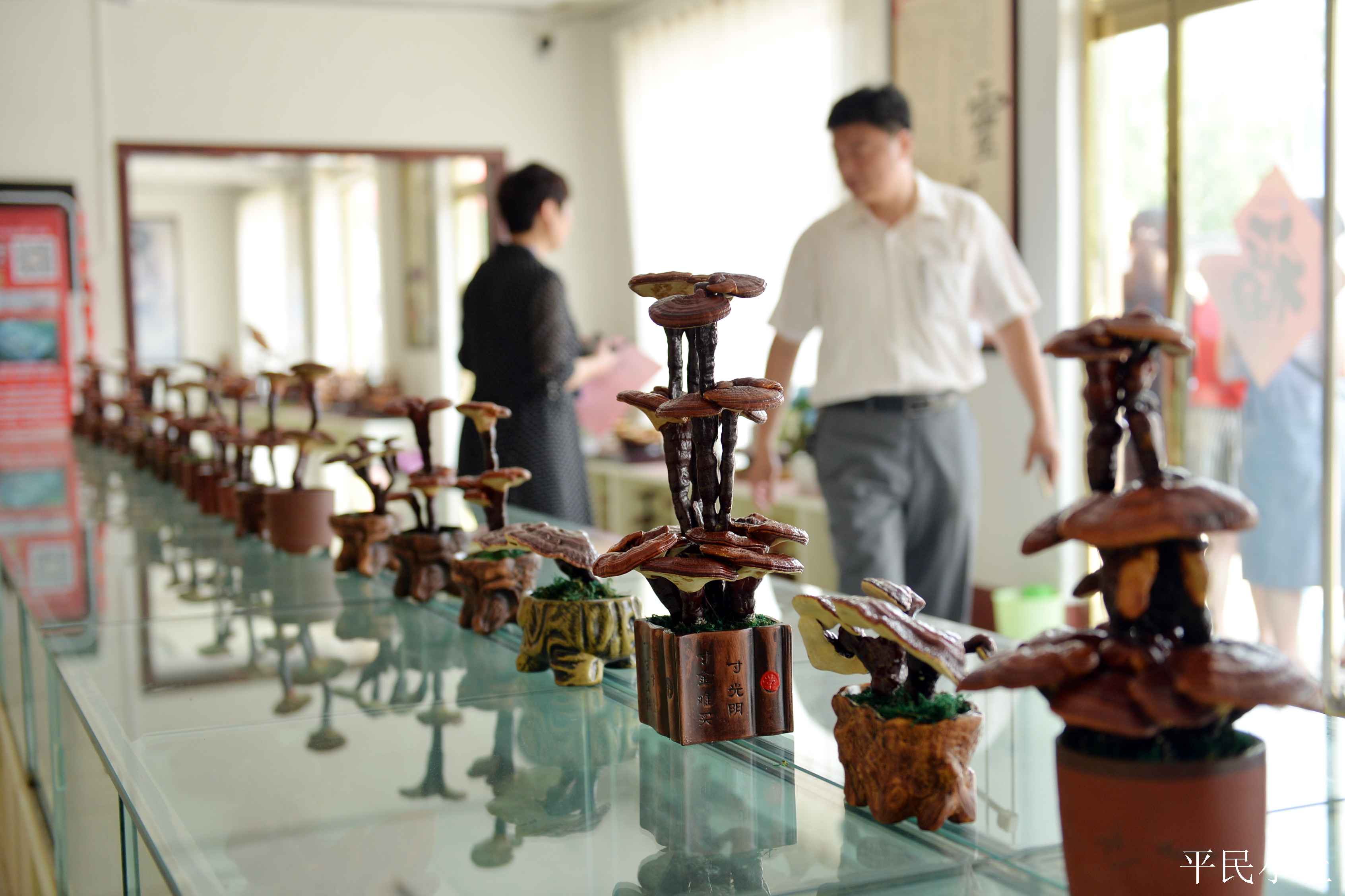 山东聊城灵芝盆景 (山东聊城盆景灵芝)