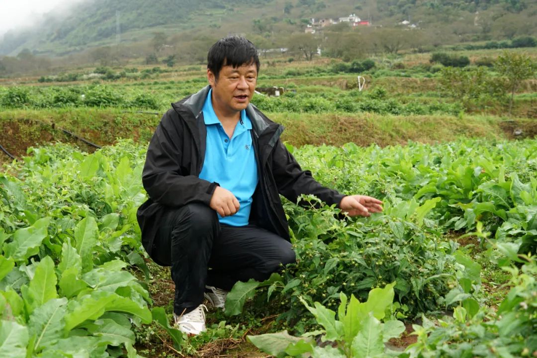大理特色农业小镇,大理乡村发展现状和发展趋势