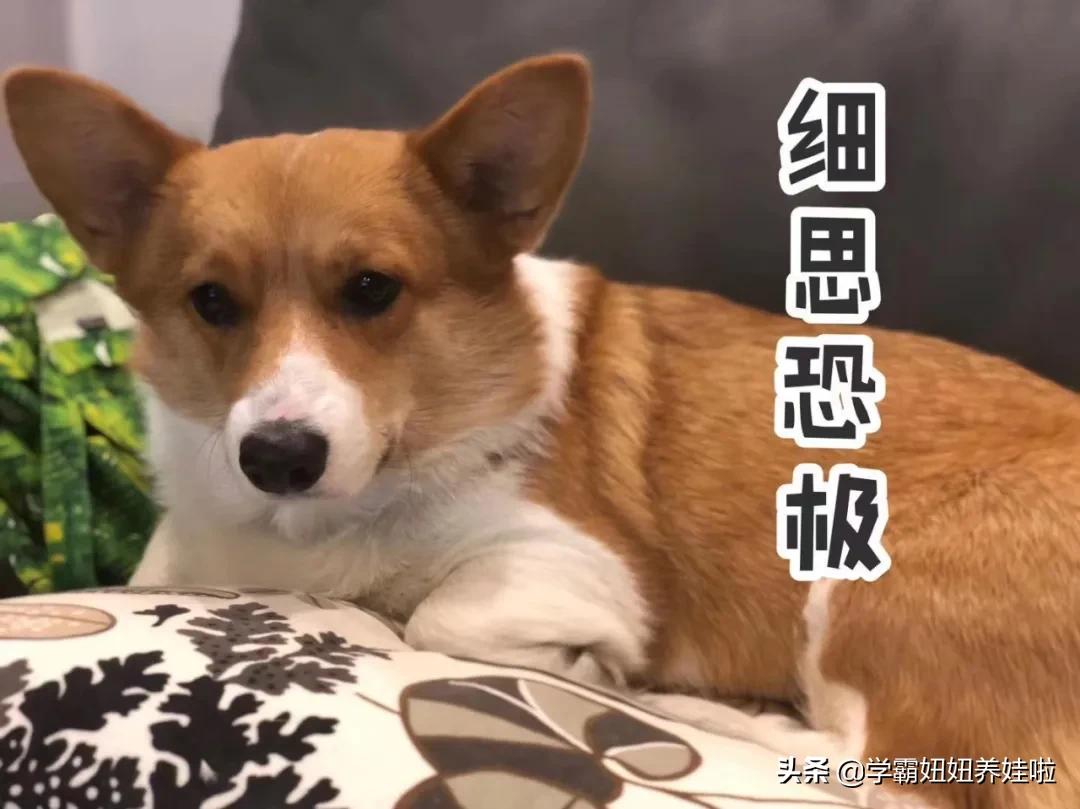 孕妇几个月就不怕得弓形虫了,孕期养宠物要做几次弓形虫检查