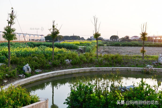 上海洋水仙,上海璞素上居民宿抖音团购