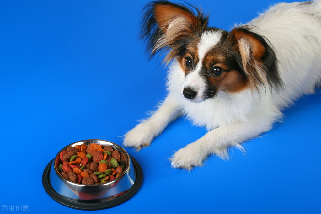 什么样的狗最旺,旺主人的狗有什么特征