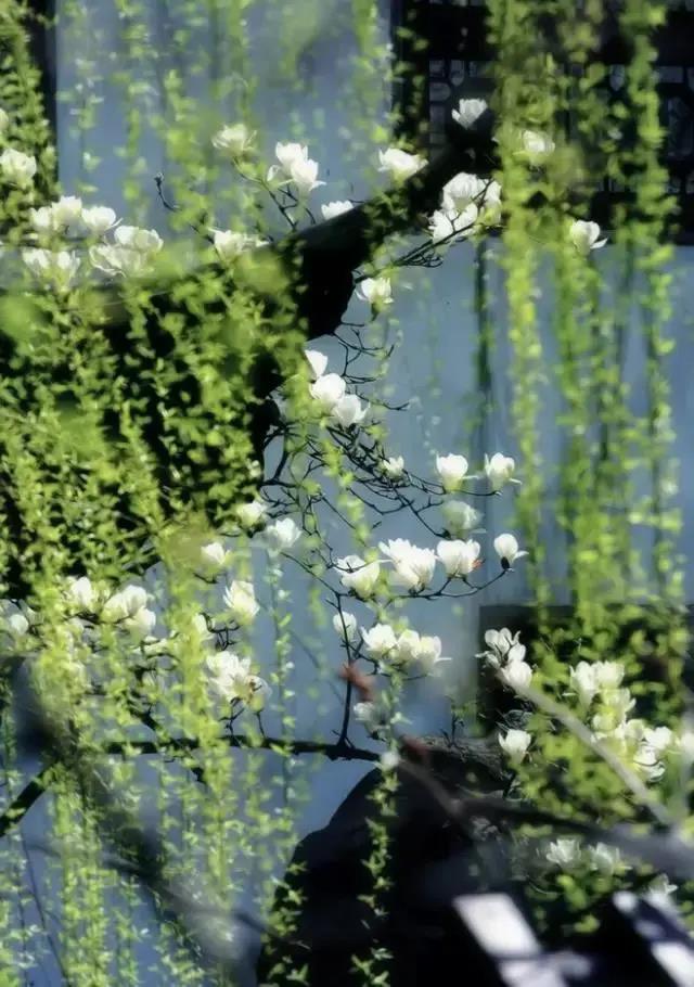 赞美春天柳树的优美句子,形容春天柳树的唯美句子