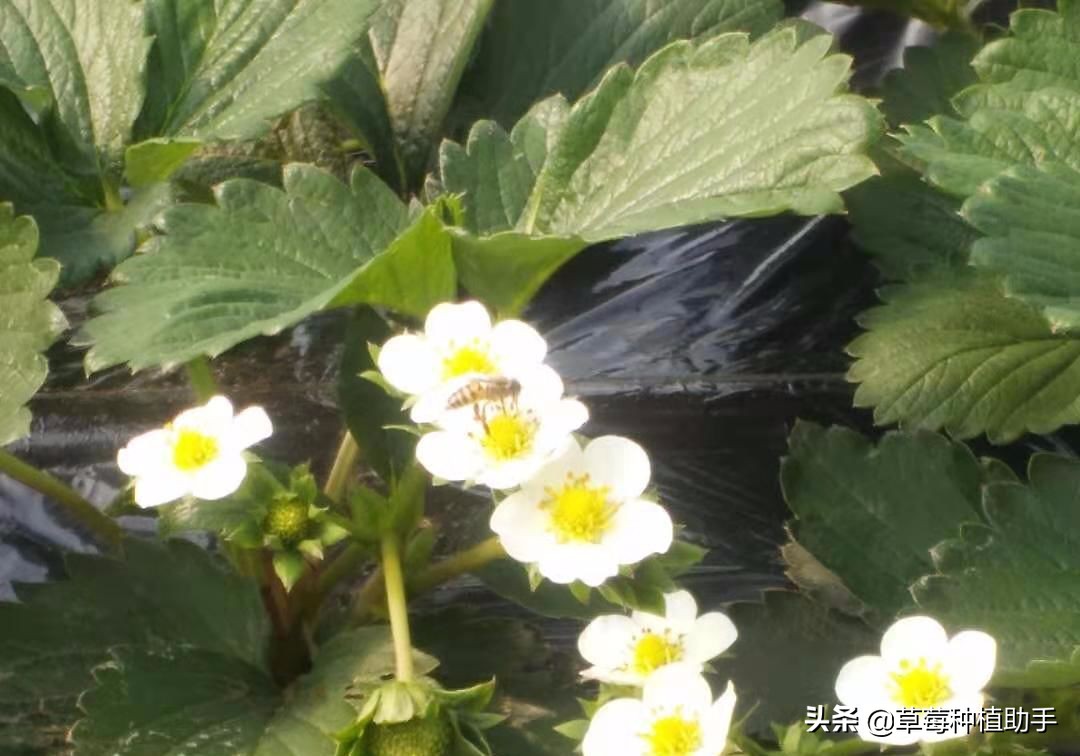 草莓春天不长果为什么,草莓只开花不坐果该怎么办