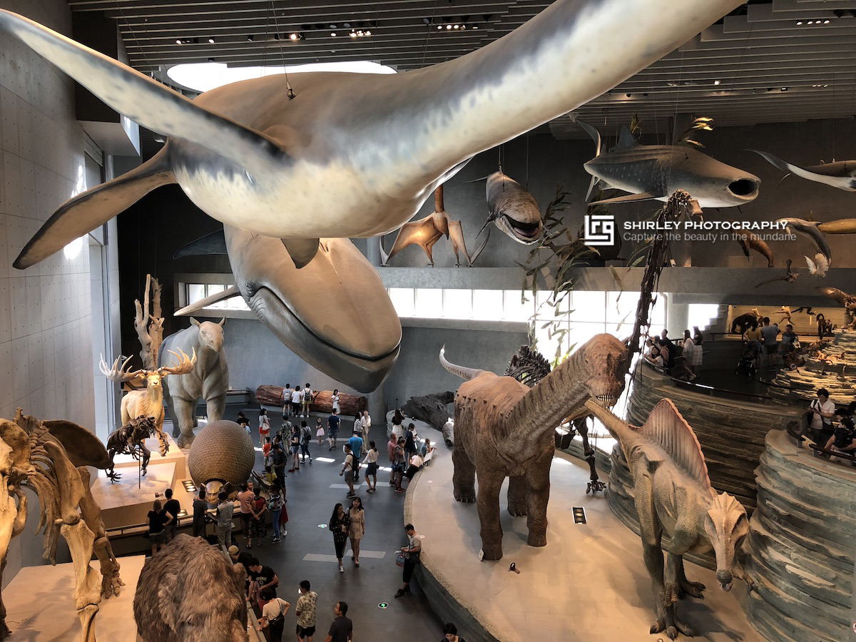 上海亲子旅游攻略迪士尼,上海迪士尼旅游推荐带孩子