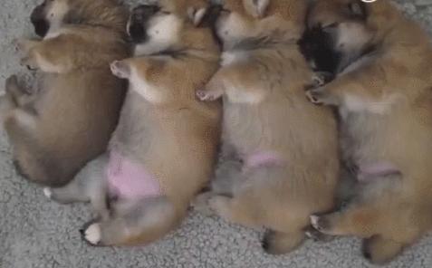 适合家庭养的狗小型犬,适合家庭喂养的小型犬有哪些