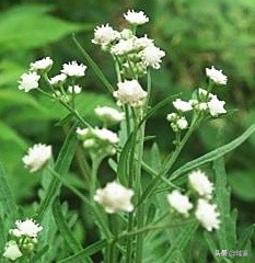 70年代前的艾叶绿印章,第一稀有印章真品