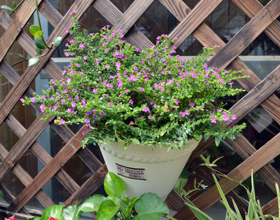 这8种花四季开花不断漂亮又好养,18种奇花异草图片