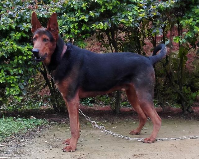 狗狗在中国最受欢迎的品种,中国本土的狗狗有哪些品种