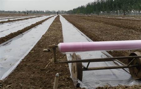 大蒜怎么种才能长得高产,大蒜怎么种才能高产呢