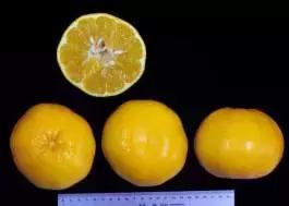 柑橘新优优缺点,设施柑橘新品种优缺点