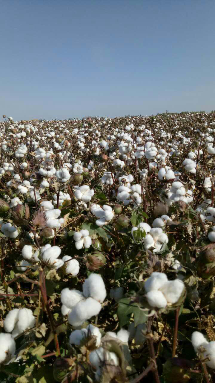 四川姑娘在新疆的生活日常,四川姑娘在南疆记录美好生活