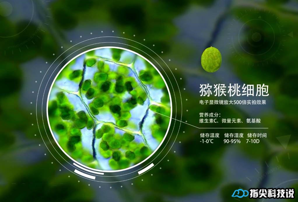 青菜煮变绿,青菜怎么煮才能变绿