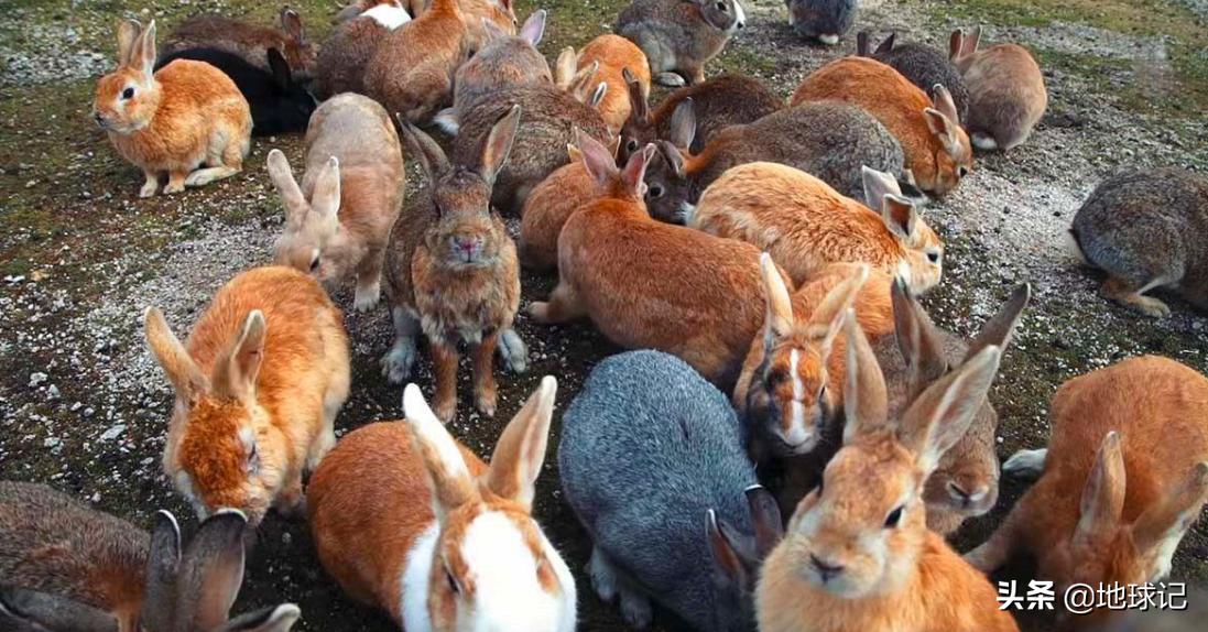 澳大利亚和兔子的五次战争,澳大利亚兔子大战是怎么回事