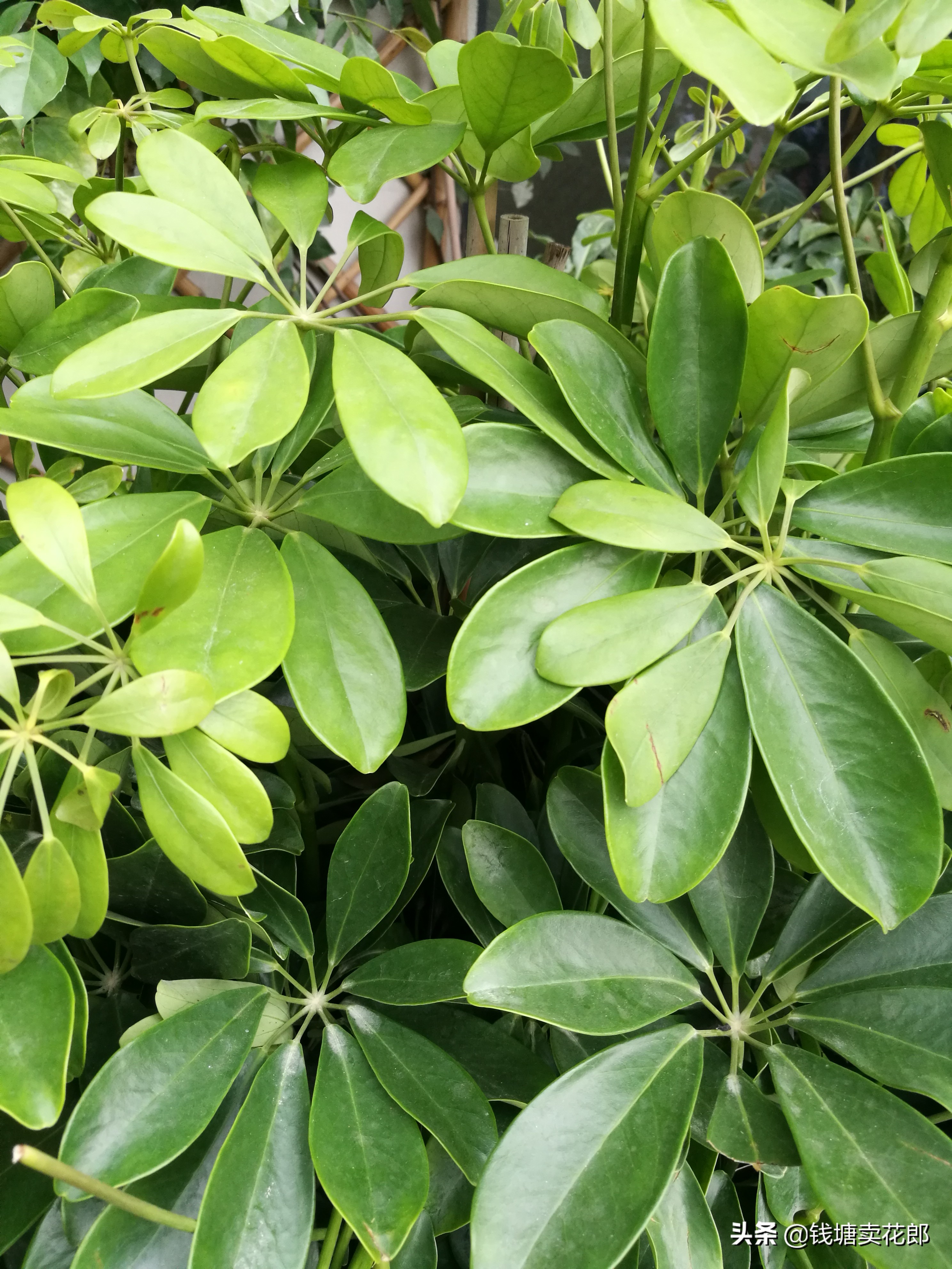 鸭掌木叶子耷拉了怎么补救,鸭掌木叶子耷拉变软是什么原因