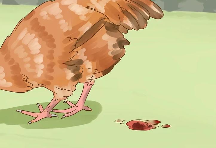 鸡下痢用什么药,鸡下痢是什么症状