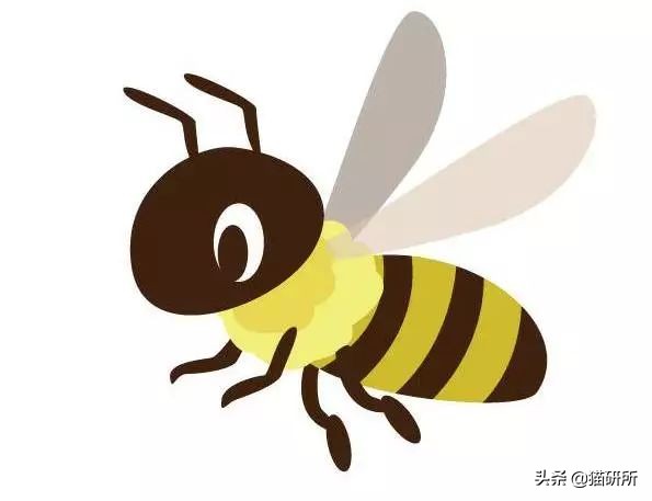 猫咪吃蟑螂该怎么教导,猫咪不小心吃了蟑螂怎么办