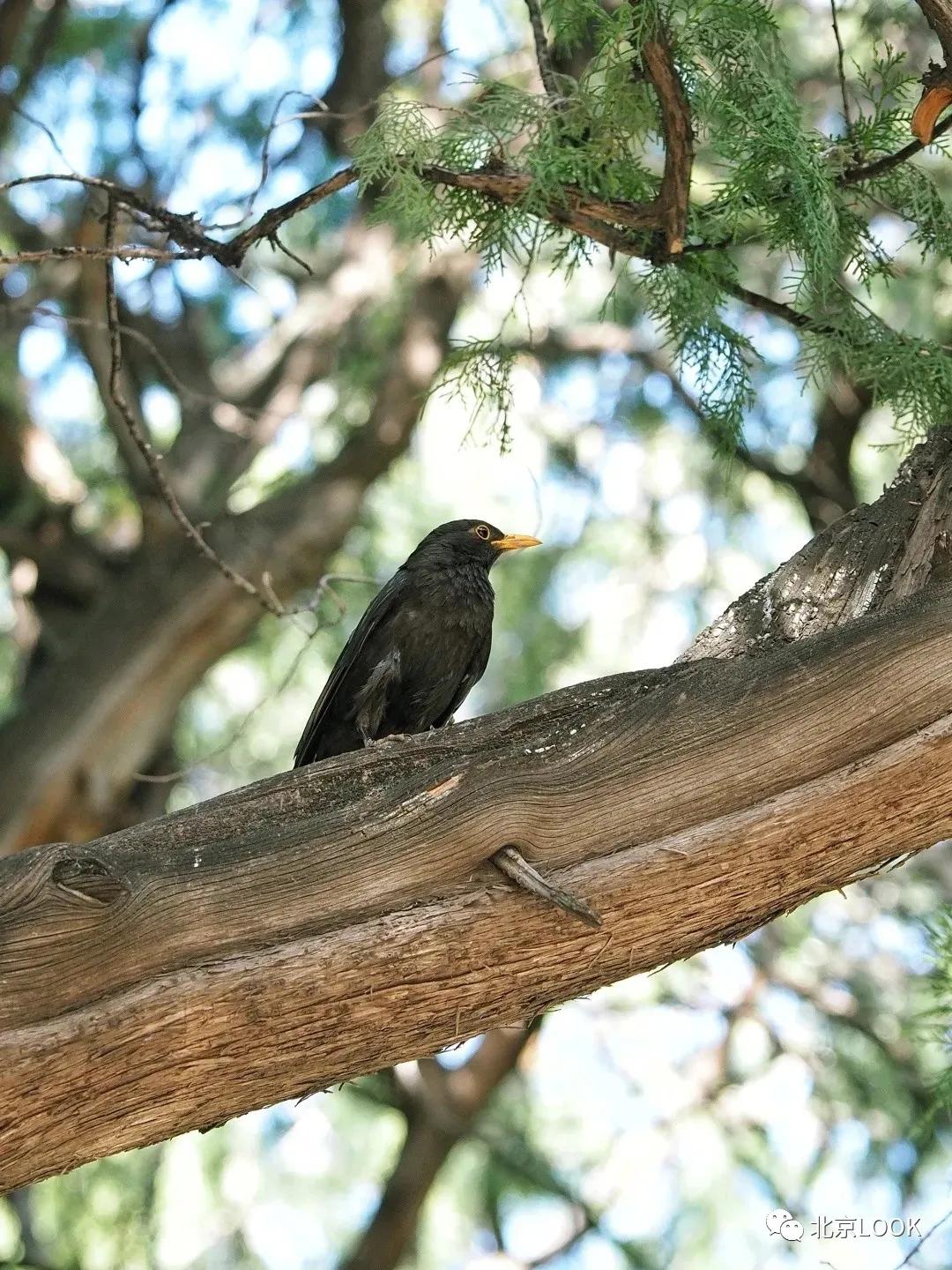北京动物资源分布图,北京野生动物种类大全图片