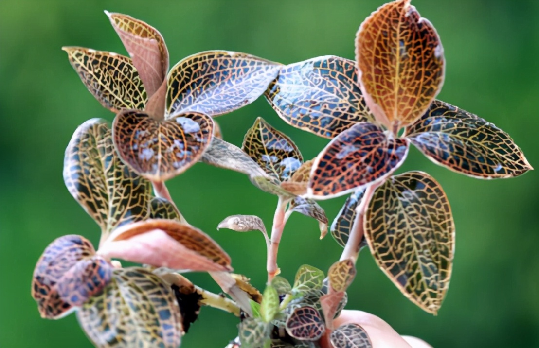 金线莲种植与技术资料书,金线莲栽培技术规程视频