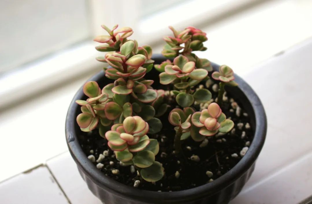 金枝玉叶雅乐之舞冬天怎么养,雅乐之舞多肉怎么才会开花