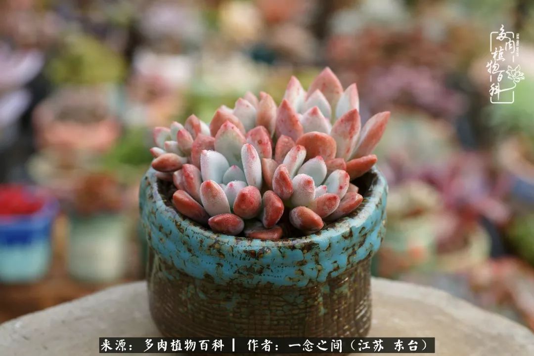 对多肉植物的爱心寄语,赏兰花感言