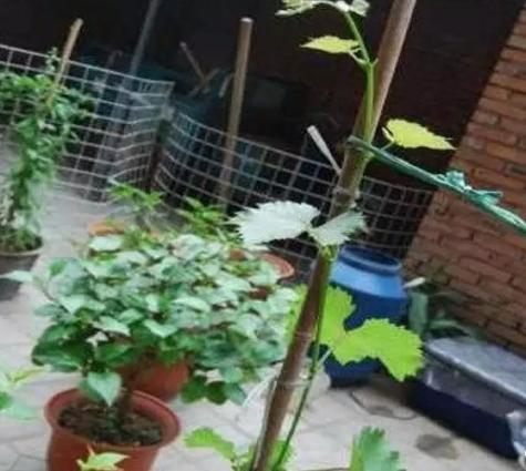 阳台种植葡萄怎样才能多果甜,阳台上种葡萄的正确方法