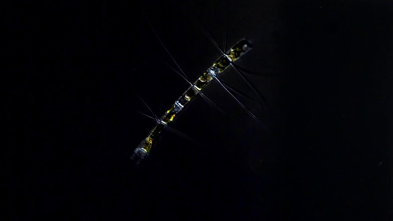 显微镜下的海洋生物,显微镜下的海洋